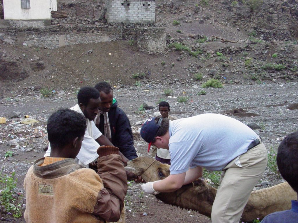 This photo shows Dr. Plummer working on a camel in East Africa where they were interested in disease transmission between animals and their owners. 