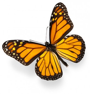  Monarch Butterfly 