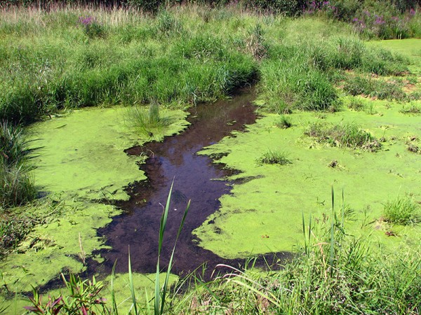 Photo of algae covering water in a rural area