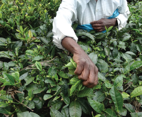 A worker picking tea leaves by hand