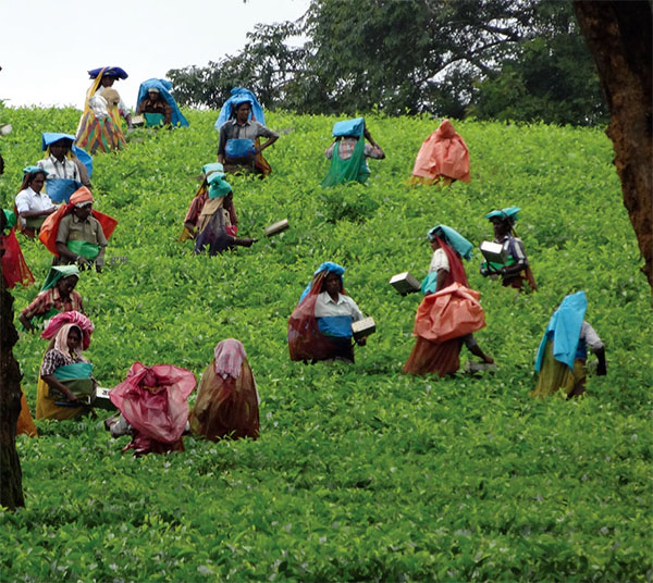 Tea pickers in the fields in southern India