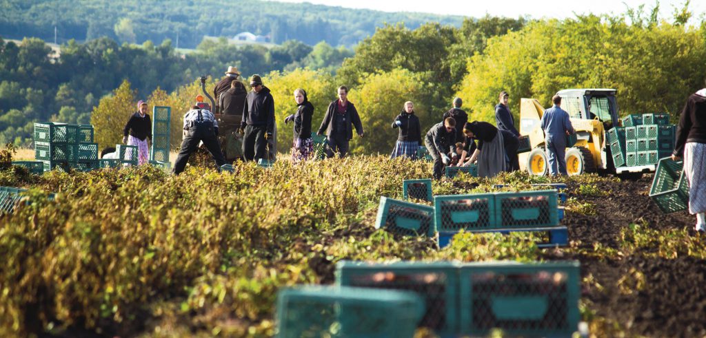 Hutterite farm workers harvesting potatoes. Photo by Kelly Hofer