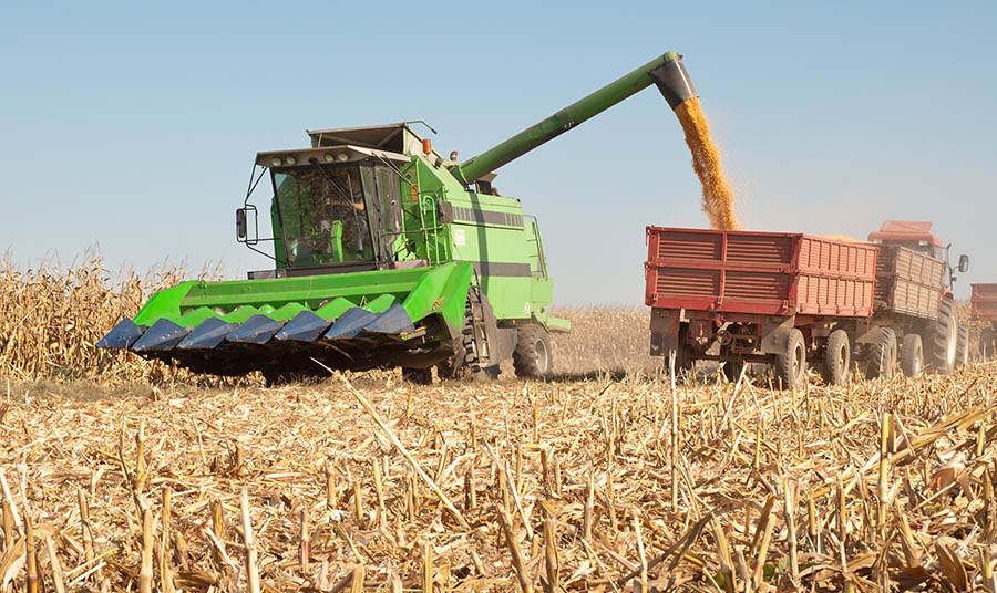 combine harvesting corn