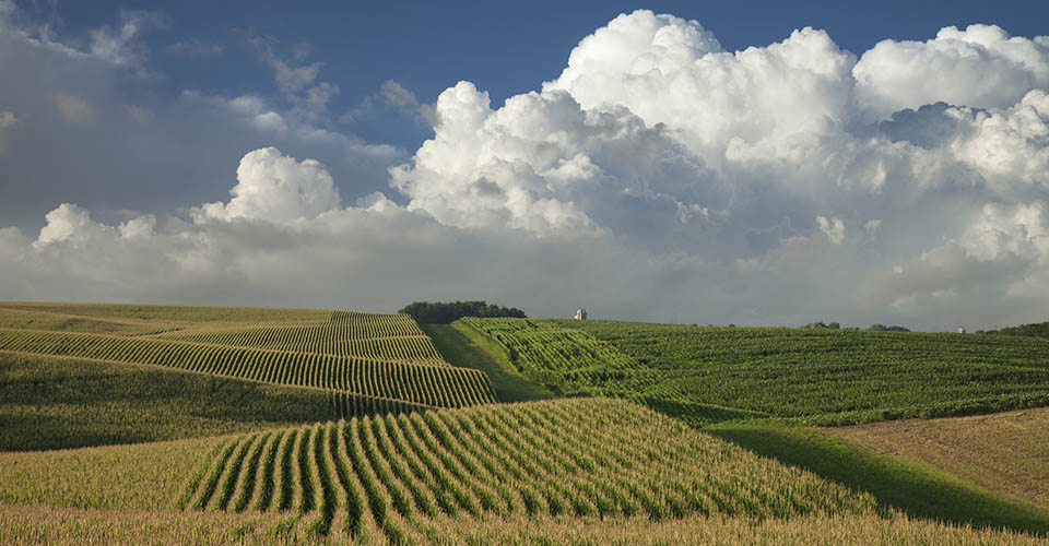 Corn and soybean fields in Minnesota 