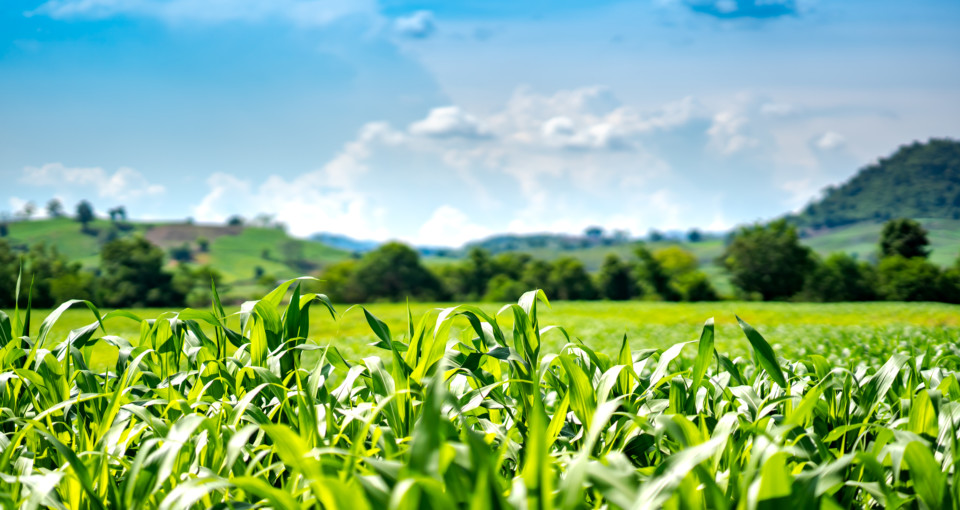 corn or maize in cornfield farm on mountain and blue sky background