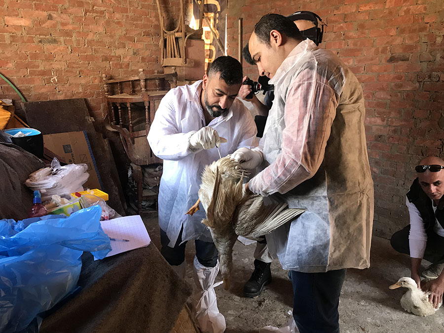 researchers led by Ghazi Kayali sampling poultry in Egypt