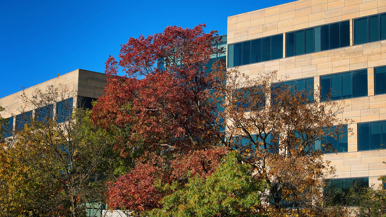 Photo of black-eyed susan wildflowers in front of the Old Capitol in July.