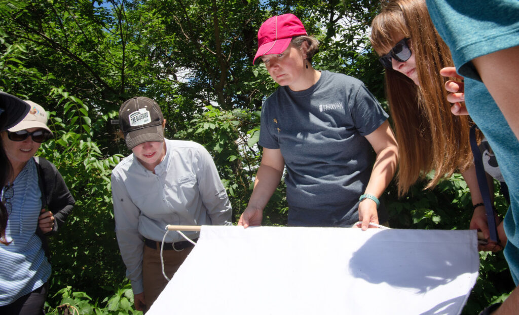 Professor Christine Petersen and students collect ticks from wooded areas using a white sheet.