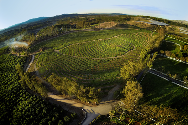 an aerial view of crops and fruit trees