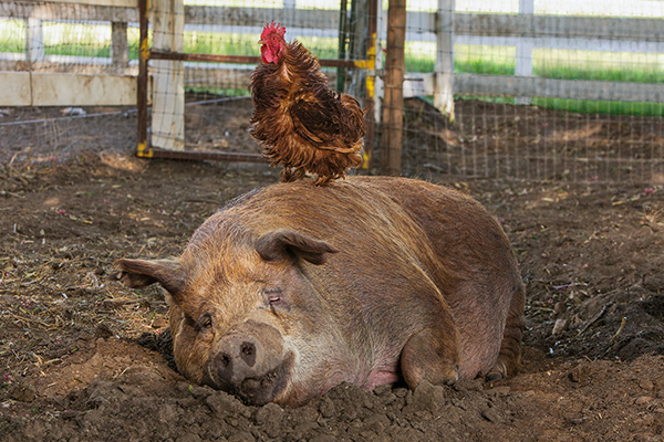a rooster standing on top of a sleeping pig