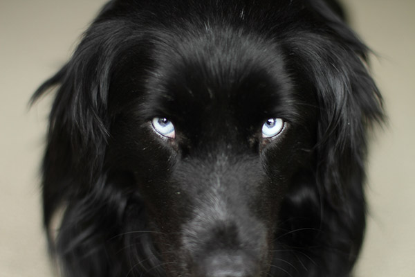 close up of a black dog with blue eyes