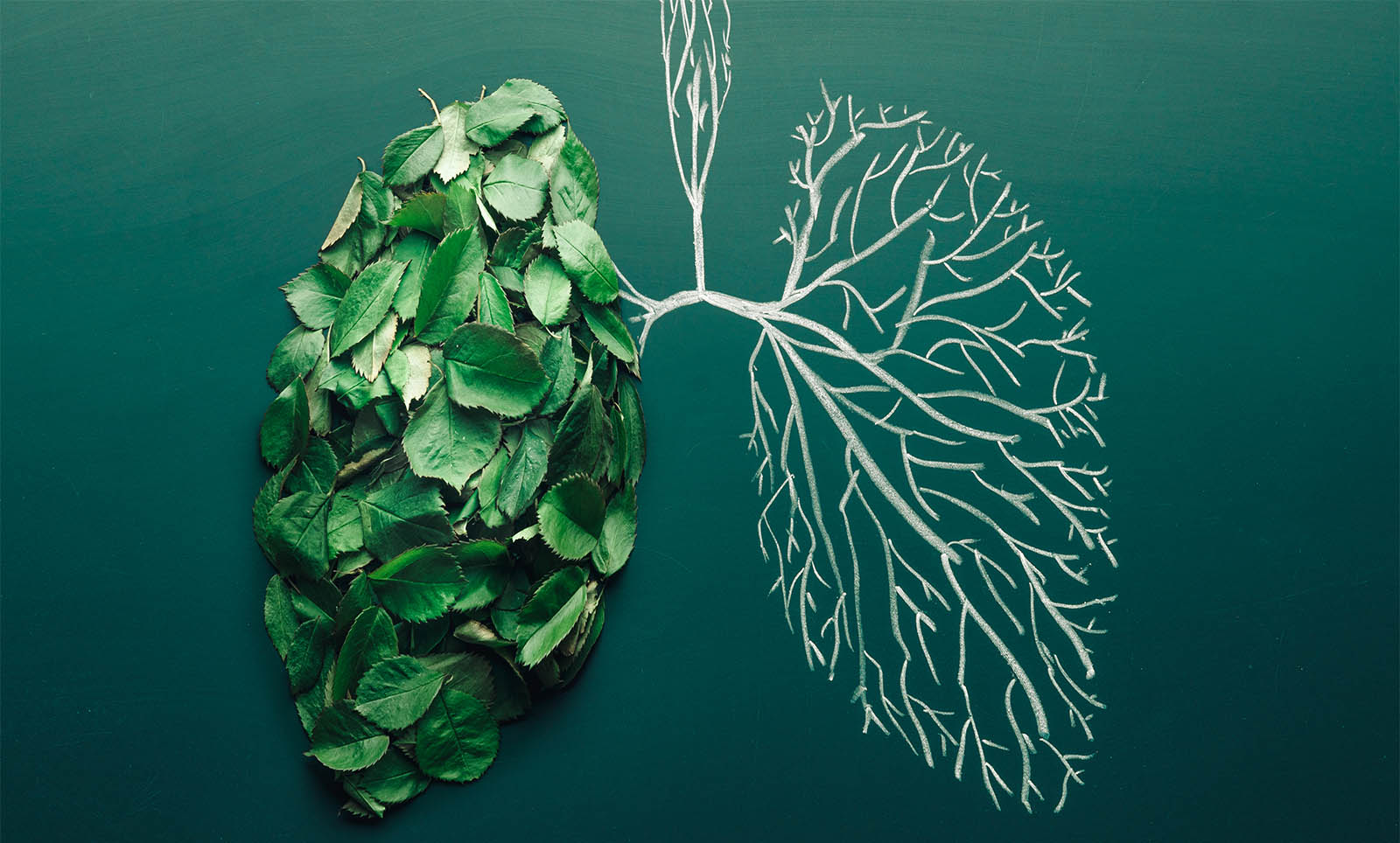 photo illustration of a set of lungs with one lung made of green leaves