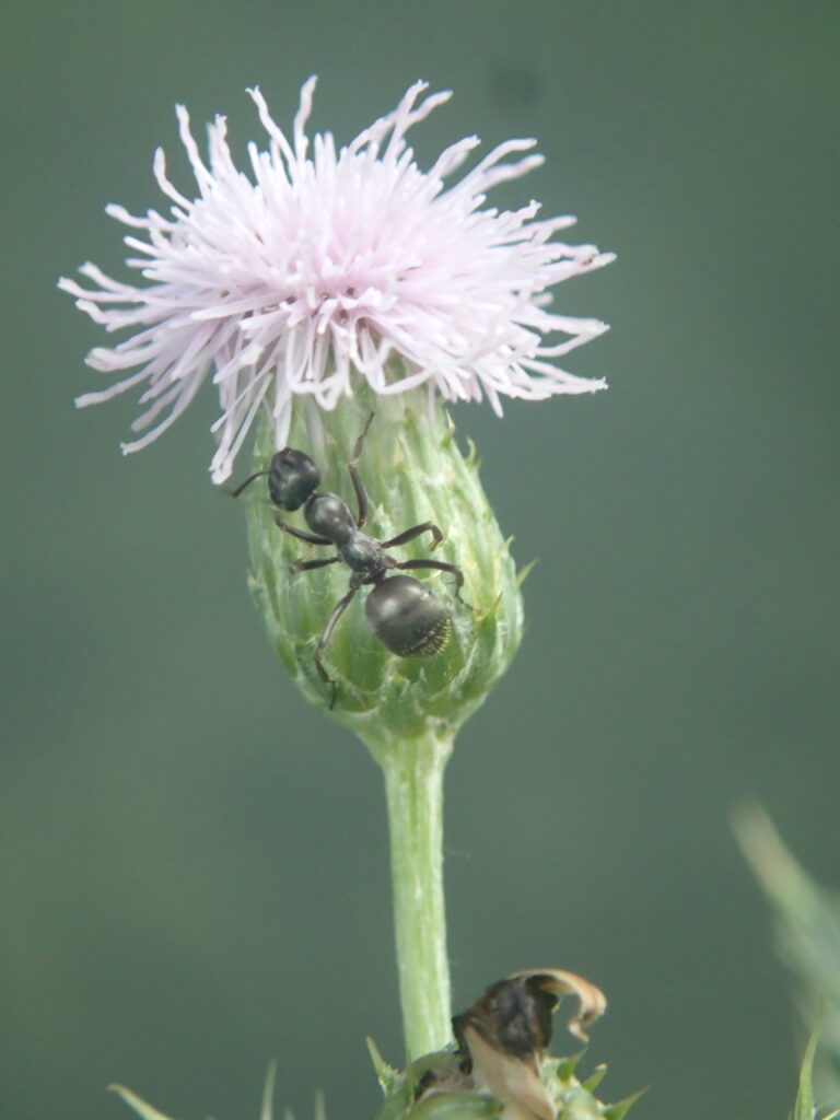 close up of an ant climbing on a Canadian thistle. Photo by Jim Kacer.