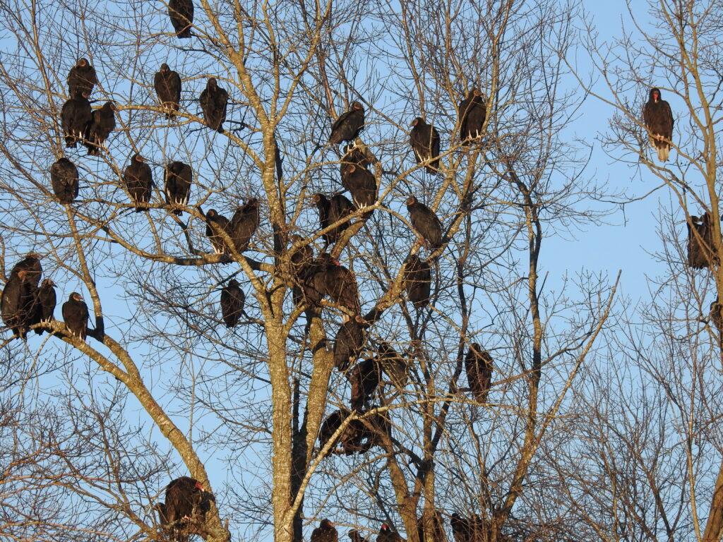 numerous turkey vultures perch in a tree. Photo by Jim Kacer.