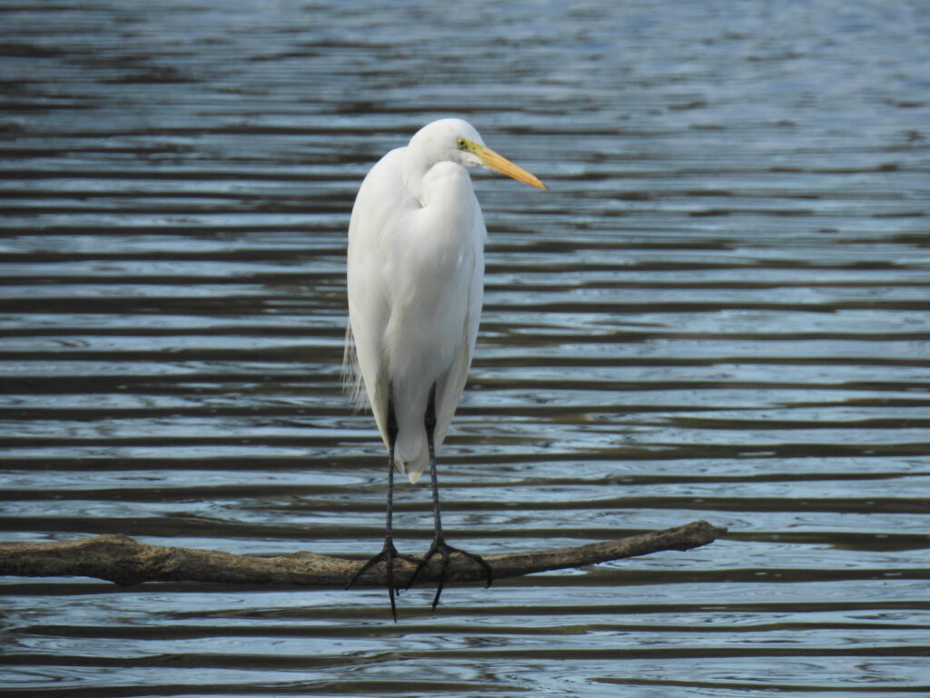 a grteat egret stands on branch near water. Photo by Jim Kacer.