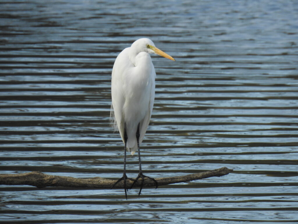 a grteat egret stands on branch near water. Photo by Jim Kacer.