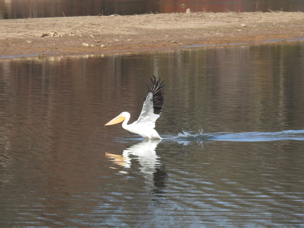 a pelican taking flight from a river. Photo by Jim Kacer.