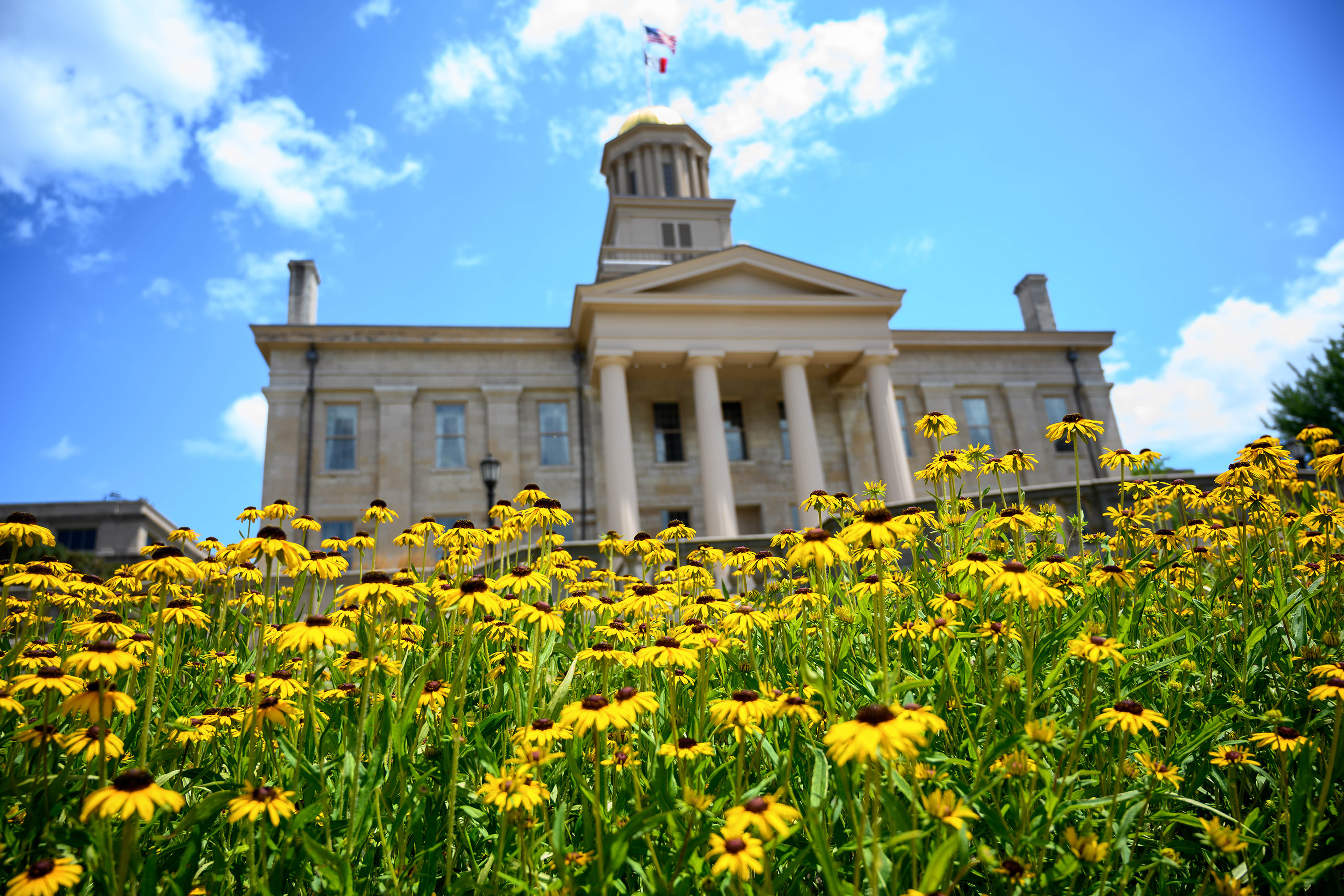 Black-eyed Susan wildflowers on the Pentacrest in front of the Old Capitol.