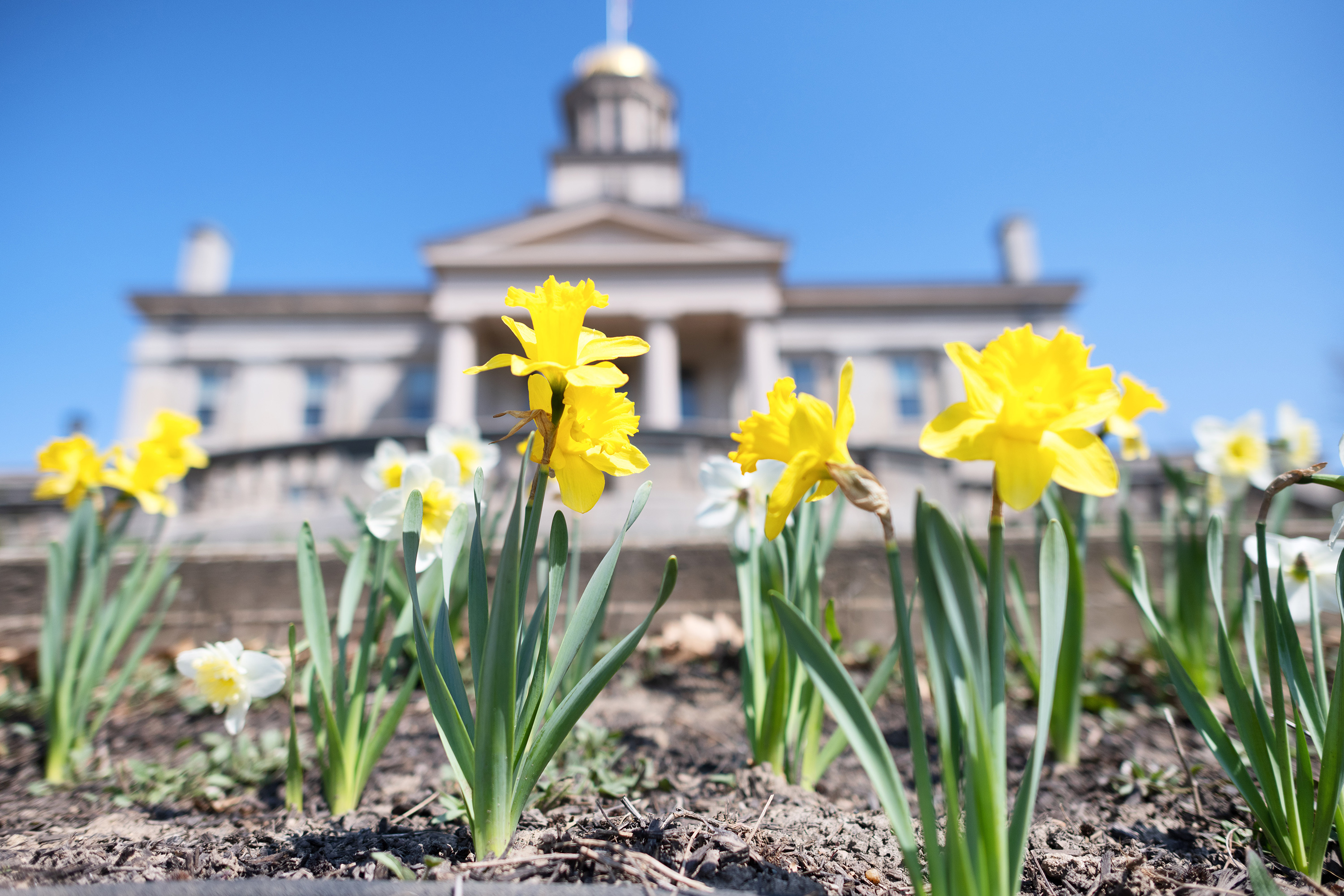 Daffodils blooming in front of the Old Capitol